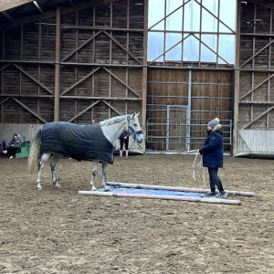 Un cheval travaille à pied avec son cavalier, afin de passer sur une bâche au sol.